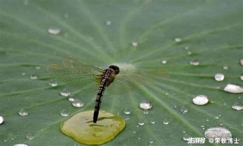 蜻蜓点水|蜻蜓点水(蜻蜓點水)的意思